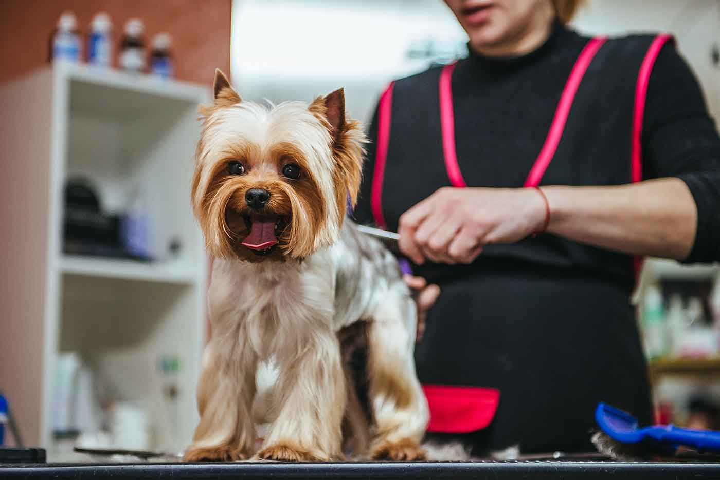 Safe Pet Grooming