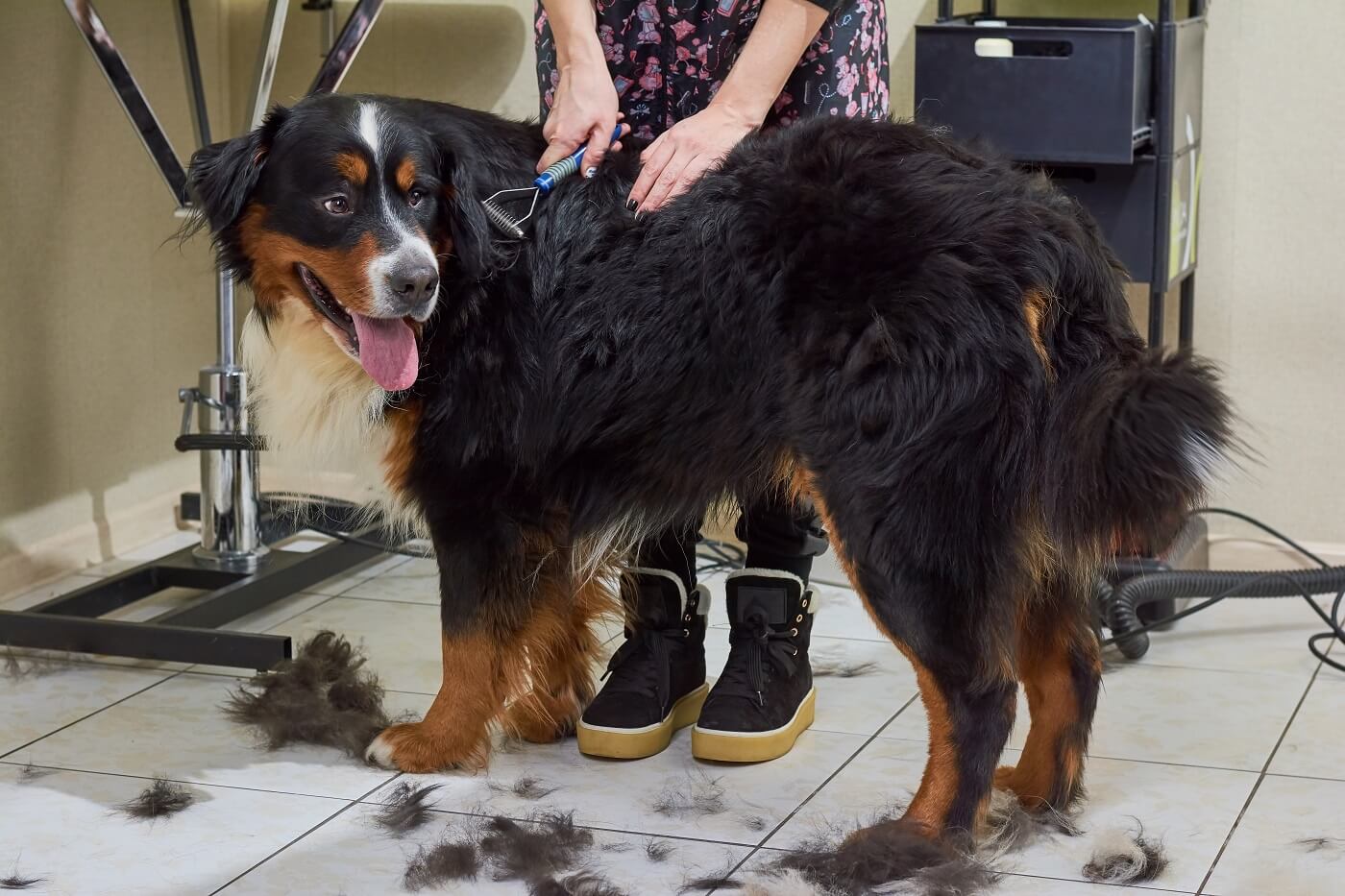 Solution For Grooming Behavior Problems