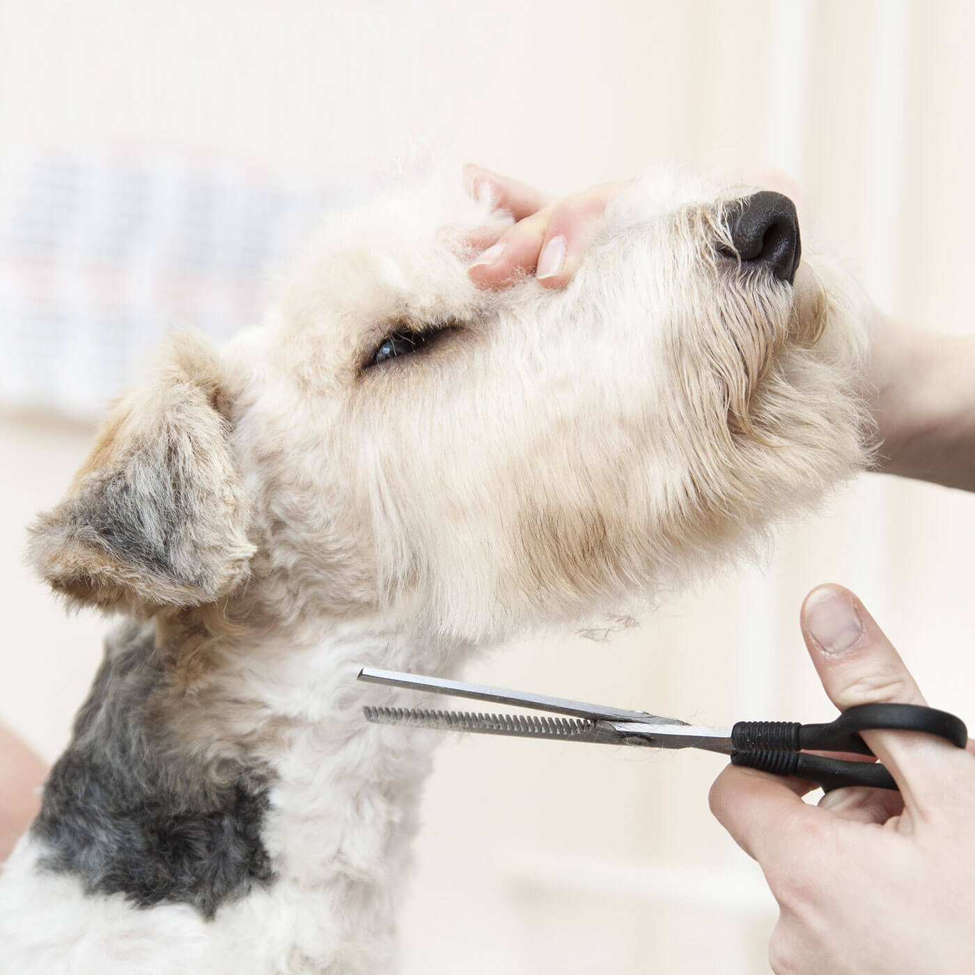 https://therefinedpaw.co.uk/portfolio/full-grooming/