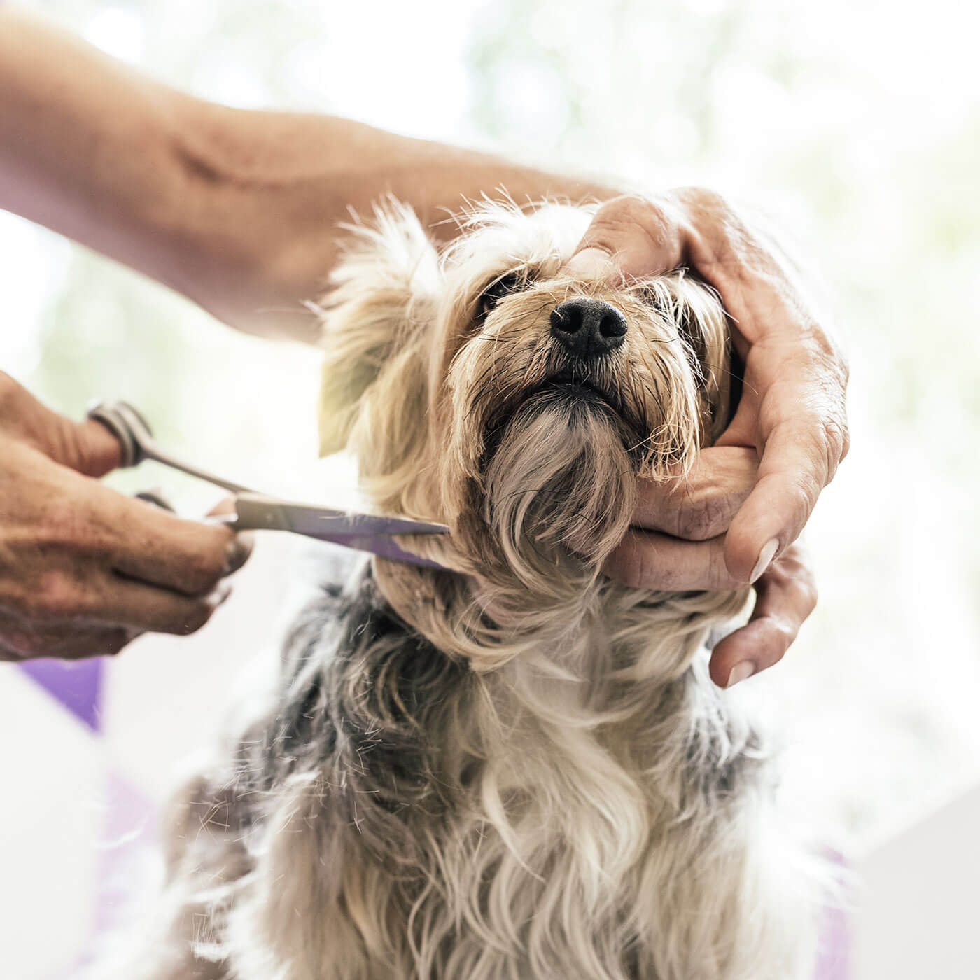 https://therefinedpaw.co.uk/portfolio/pawdicure/