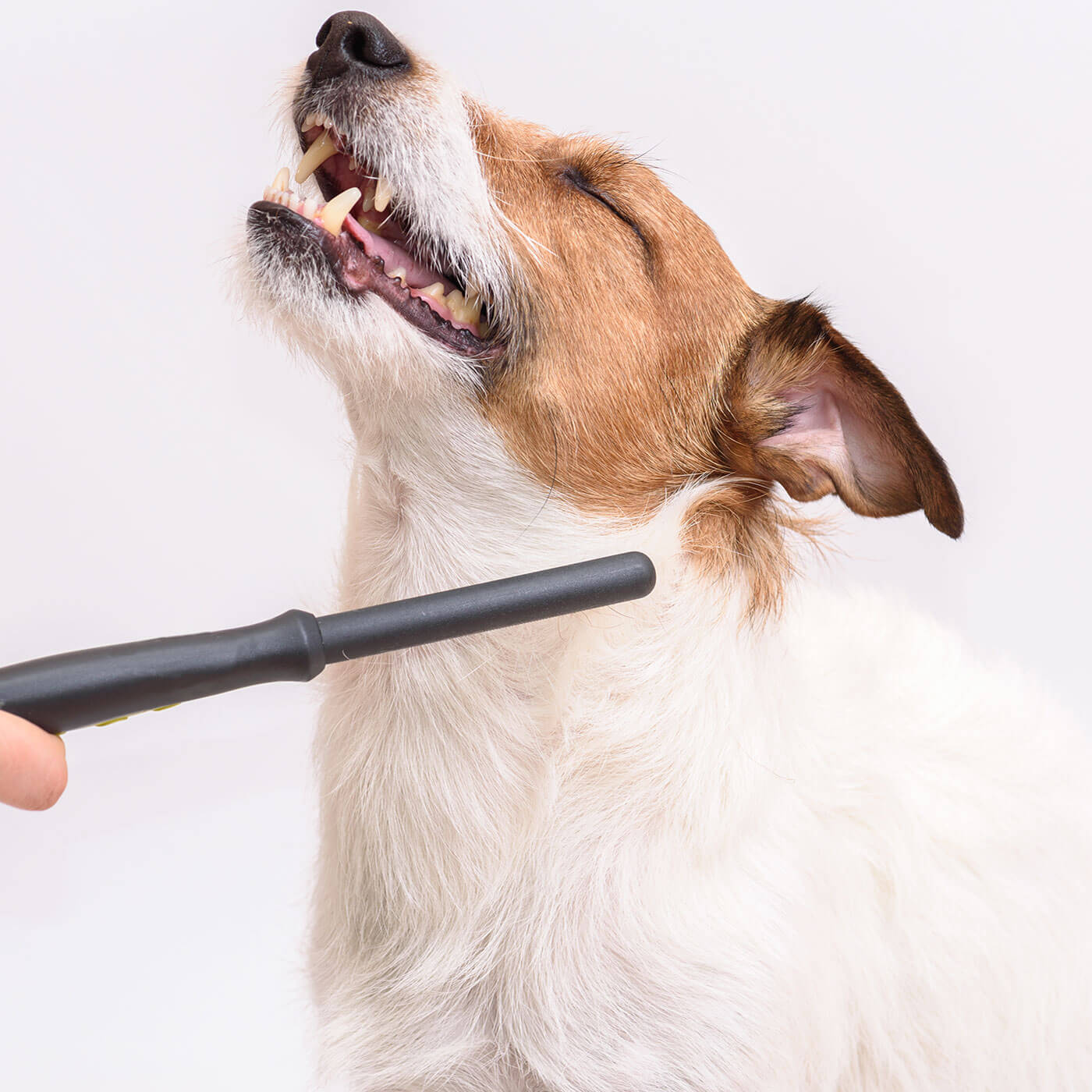https://therefinedpaw.co.uk/portfolio/bath-brush/