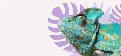 Reptiles